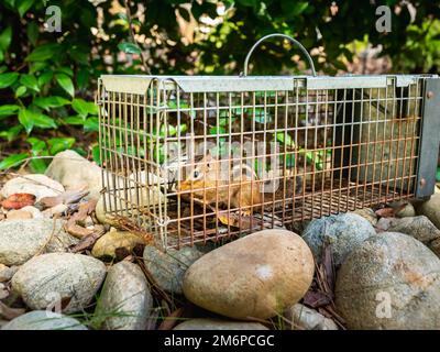 Chipmunk dans un piège humain vivant. Cage d'élimination des parasites et des rongeurs. Service de contrôle des animaux sauvages de capture et de libération. Banque D'Images