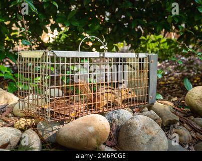 Chipmunk dans un piège humain vivant. Cage d'élimination des parasites et des rongeurs. Service de contrôle des animaux sauvages de capture et de libération. Banque D'Images