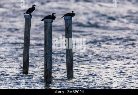 05 janvier 2023, Mecklembourg-Poméranie occidentale, Timmendorf (poel) : cormorans assis sur un dauphin en bois à l'entrée du port de Timmendorf sur l'île de Poel en mer Baltique. La tempête et les courtes périodes ensoleillées montrent le temps d'hiver dans le nord de l'Allemagne de son côté amical. Photo: Jens Büttner/dpa Banque D'Images