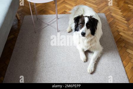 Joli chien blanc dans la salle de séjour Banque D'Images