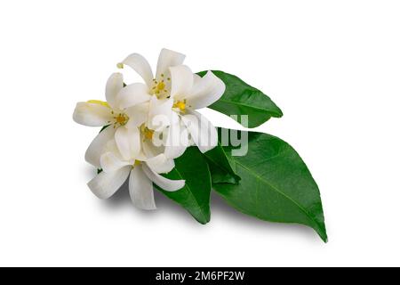 Fleurs de jasmin orange avec feuilles isolées sur fond blanc. Banque D'Images