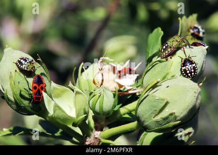 Insectes de riz vert, également connus sous le nom de punaises du sud (Nezara viridula), nymphes à divers stades de développement sur un hibiscus Banque D'Images