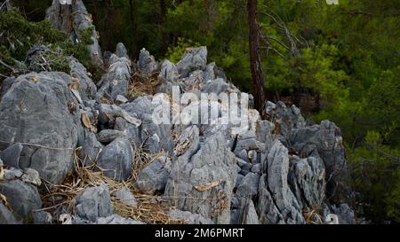 Le point de rencontre de la mer Égée et de la Méditerranée; Dalyan. La plage d'Iztuzu, la zone de frai des tortues caretta caretta. Delta de Dalyan, célèbre FO Banque D'Images