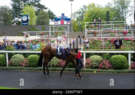 Ascot, Berkshire, Royaume-Uni. 30th septembre 2022. Le feu de cheval Jeune dans le cercle de parade devant les enjeux de handicap de Peroni Nastro Azzurro amateur jockeys. Crédit : Maureen McLean/Alay Banque D'Images