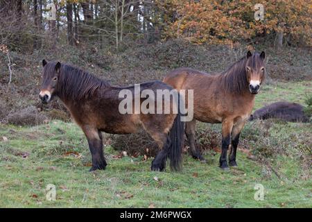 Exmoor Pony (Equus ferus caballus) Ken Hill Norfolk UK GB décembre 2022 Banque D'Images