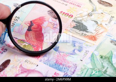 Dollar bermudien dans une loupe Banque D'Images