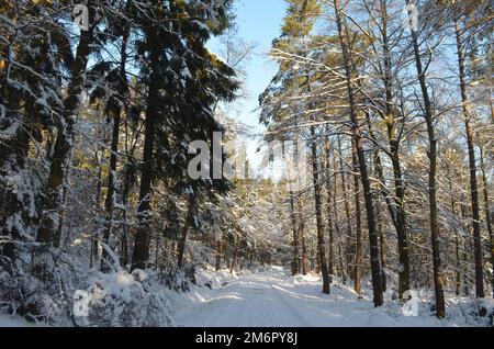 Journée ensoleillée dans la neige couverte avant en Allemagne Banque D'Images