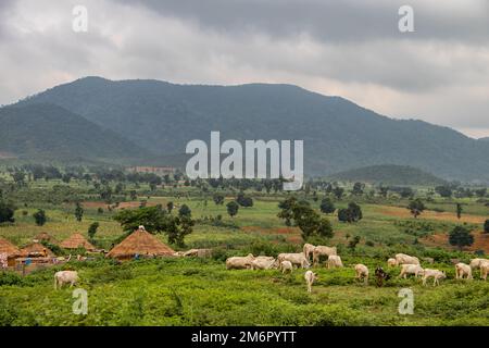 Maison de boue rurale typique (appelée Tukul) dans un village reculé en Afrique avec toit de chaume, conditions de vie très basiques et pauvres Banque D'Images