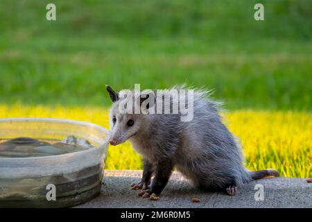 La Virginie opossum (Didelphis virginiana) Banque D'Images
