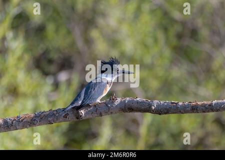 Le kingfisher avec ceinture (Megaceryle alcyon) Banque D'Images