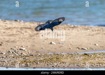 Le martin-pêcheur d'Amérique (Megaceryle alcyon) sur la chasse Banque D'Images