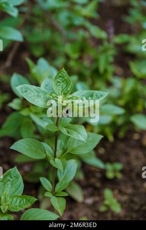 Bio Eco Farm en Thaïlande, gros plan de Thai Basil dans une ferme écologique, Thai basilicum Banque D'Images