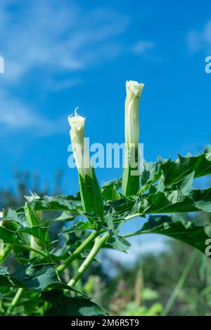 Hallucinogène plante trompette du diable (Datura stramonium). Fleur blanche de jimsonweed ( Jimson weed ), de la pomme de Thorn ou de Devil's snar Banque D'Images