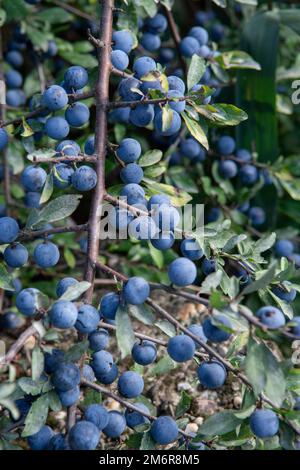 Baies de Prunus spinosa en été. Des fruits bleuets Blackthorn ou sloe qui poussent sur l'arbre. Banque D'Images