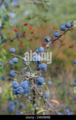 Baies de Prunus spinosa en été. Des fruits bleuets Blackthorn ou sloe qui poussent sur l'arbre. Banque D'Images