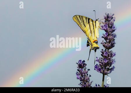 Papilio podalirius ou rare papillon à queue rouge sur une prairie à fleurs, dans le nord de l'Italie. Autre nom de ce papillon : Iphiclides podalirius. Banque D'Images