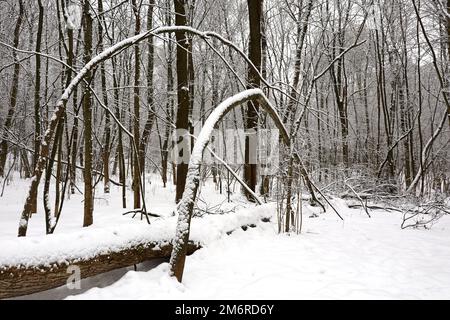 Forêt en hiver, troncs et branches d'arbres couverts de neige. La nature après les chutes de neige, temps froid Banque D'Images