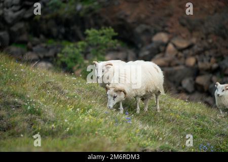 Moutons islandais errant les collines en Islande Banque D'Images