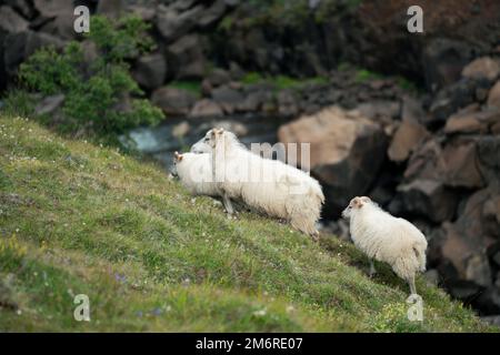 Moutons islandais errant les collines en Islande Banque D'Images