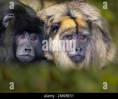 Singe Black Howler mâle et femelle Banque D'Images