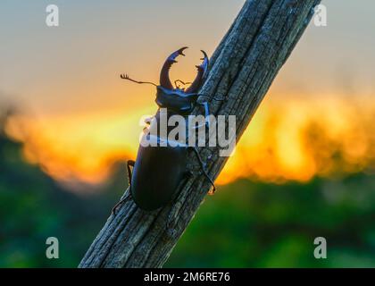 Coléoptère de stag (Lucanus cervus), mâle sur branche recouverte de mousse contre le ciel rouge, coucher de soleil, réserve de biosphère, Alb de Souabe, Bade-Wurtemberg, Allemagne Banque D'Images