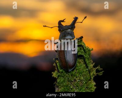 Coléoptère de stag (Lucanus cervus), mâle sur branche recouverte de mousse devant le ciel rouge, coucher de soleil, réserve de biosphère, Alb de Souabe, Bade-Wuerttemberg, Allemagne Banque D'Images