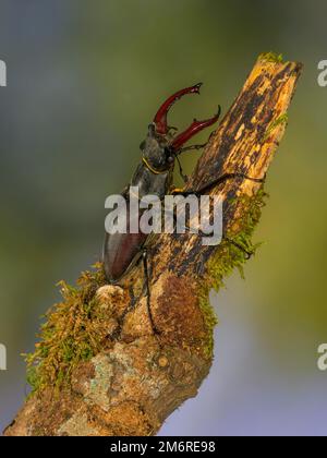 Coléoptère de stag (Lucanus cervus), mâle sur branche recouverte de mousse, réserve de biosphère, Alb de Souabe, Bade-Wurtemberg, Allemagne Banque D'Images