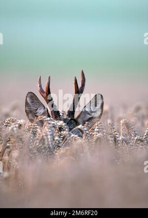 Cerf de Virginie (Capreolus capreolus) forte présence de buck dans le cornfield, Allgaeu, Bavière, Allemagne Banque D'Images