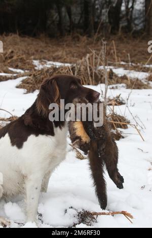 Chien de chasse petit Muensterlaender récupère la martre de pin (Martes martes) tué Allgaeu, Bavière, Allemagne Banque D'Images