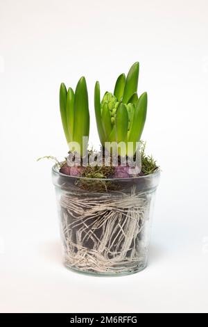 Jacinthe de jardin (jacinthus orientalis hybride) en pot de verre, tubercules, racines, photographie en studio Banque D'Images