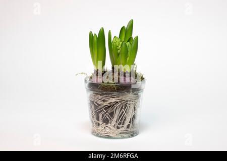 Jacinthe de jardin (jacinthus orientalis hybride) en pot de verre, tubercules, racines, photographie en studio Banque D'Images