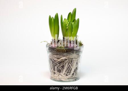 Jacinthe de jardin (jacinthus orientalis hybride) en pot de verre, tubercules, racines, photographie en studio Banque D'Images