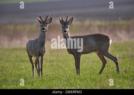 Deux cerfs en buck dans la nature. Banque D'Images