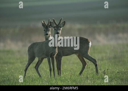 Deux cerfs en buck dans la nature. Banque D'Images