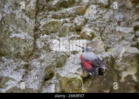 Le Wallrampante (Tichodroma muraria) repose sur une falaise dans un habitat naturel. Banque D'Images