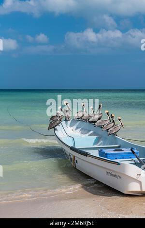 Pelican assis sur un bateau de pêche à Las Coloradas, Yucatan, Mexique Banque D'Images