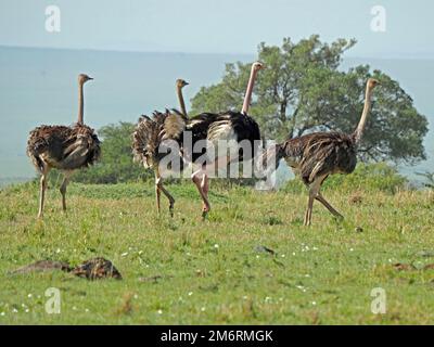 Groupe mixte de Masai Ostriches (Struthio camelus massaicus) qui s'exécute sur les plaines d'herbe verte des zones de conservation de Masai Mara, Kenya, Afrique Banque D'Images