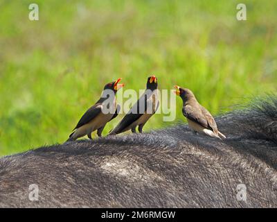 Trois Oxpeckers à bec jaune (Buphagus africanus) avec bec ouvert se nourrissant au fond de Cape Buffalo (Syncerus caffer) au Kenya, en Afrique Banque D'Images