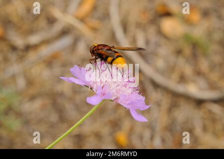 La succion de l'abeille du nectar de la fleur Banque D'Images