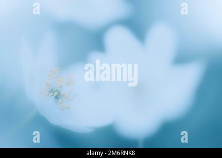 Anemone de bois (Anemone nemorosa) sur fond clair, Mindelheim, Unterallgaeu, Swabia, Bavière, Allemagne Banque D'Images