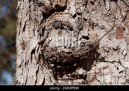 Burl avec écorce d'arbre sur un vieux tronc d'arbre, Allemagne Banque D'Images