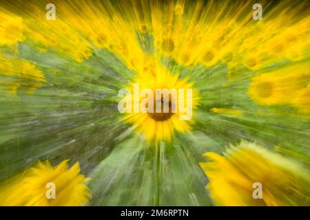 Tournesol (Helianthus annuus), fleurs, champ de tournesol, abstrait, flou, Effet de zoom, Hesse, Allemagne Banque D'Images