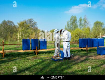 Les apiculteurs en combinaisons de protection inspectent les peignes d'abeilles, Berlin-Pankow, Berlin, Allemagne Banque D'Images