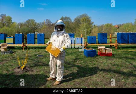 Les apiculteurs en combinaisons de protection inspectent les peignes d'abeilles, Berlin-Pankow, Berlin, Allemagne Banque D'Images