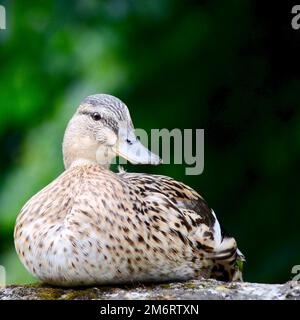 La femelle Canard colvert s'assit sur un mur Banque D'Images