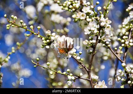 Virgule papillon sur le printemps Blossom Banque D'Images