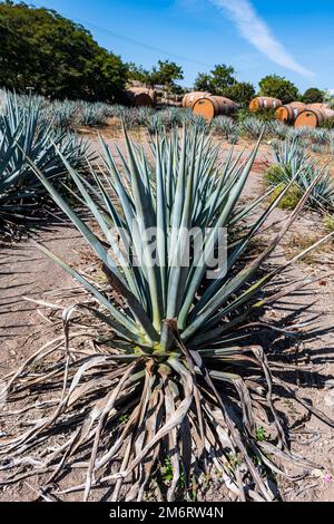 Chambres d'hôtel sous forme de tonneau Tequila dans un champ d'agave bleu, Tequila Factory la Cofradia, site de l'UNESCO Tequila, Jalisco, Mexique Banque D'Images