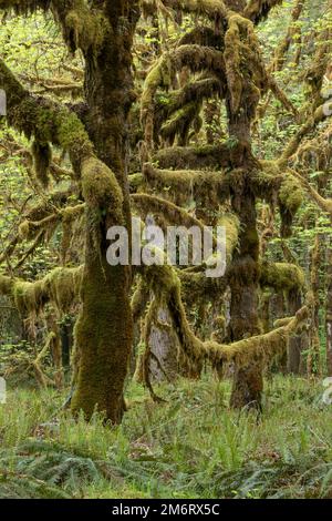 WA20855-00..... WASHINGTON - Forêt tropicale dans le circuit nature de Quinault, Parc national olympique. Banque D'Images