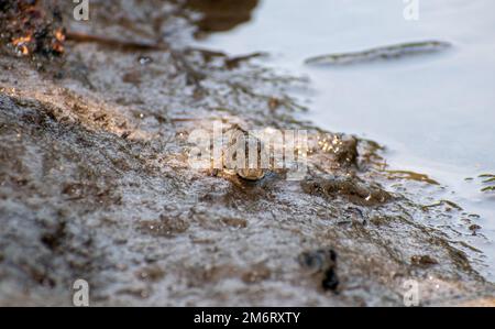 Mudskipper commun (Periophthalmus kalolo) Banque D'Images