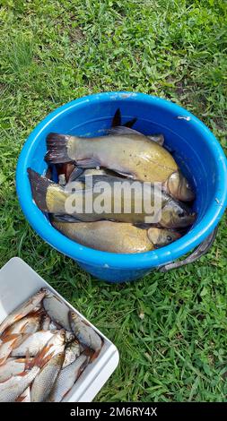 Poisson tenche dans un seau. Roach dans une boîte. Prise de poisson. Pêche. Banque D'Images